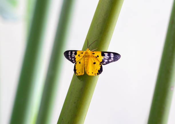 Bright yellow butterfly with black and white markings resting on a green stem