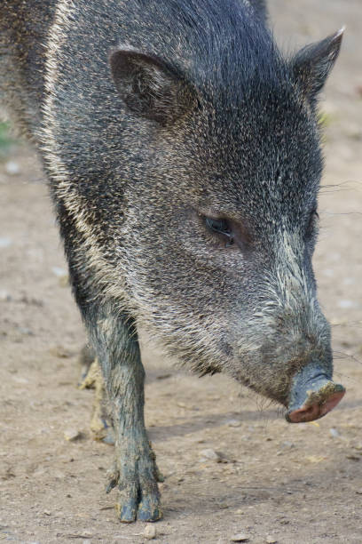 istock Adult Collared Peccary, Javelina 2185203475