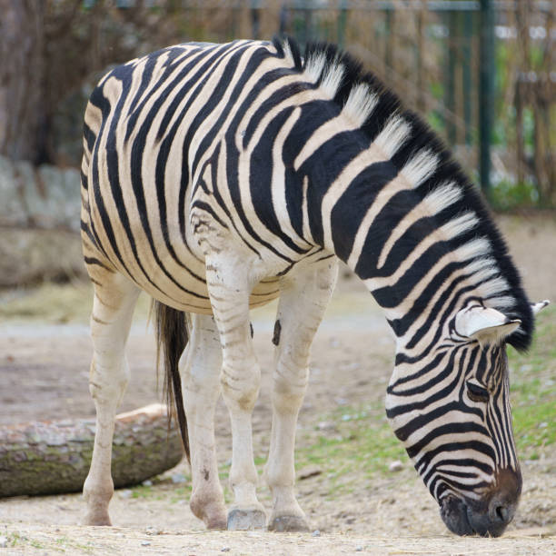 Portrait of a Burchells Zebras (Equus quagga burchelli) a subspecies of the plains zebra eating grass