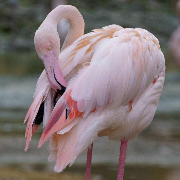 Head shot of an Andean flamingo (phoenicoparrus andinus)