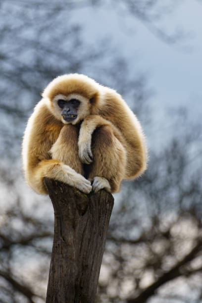 White handed Gibbon or Lar Gibbon (Hylobates lar) sitting on a tree