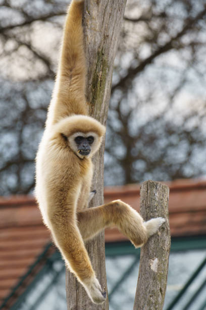 istock White handed Gibbon or Lar Gibbon hanging from a tree 2185204524