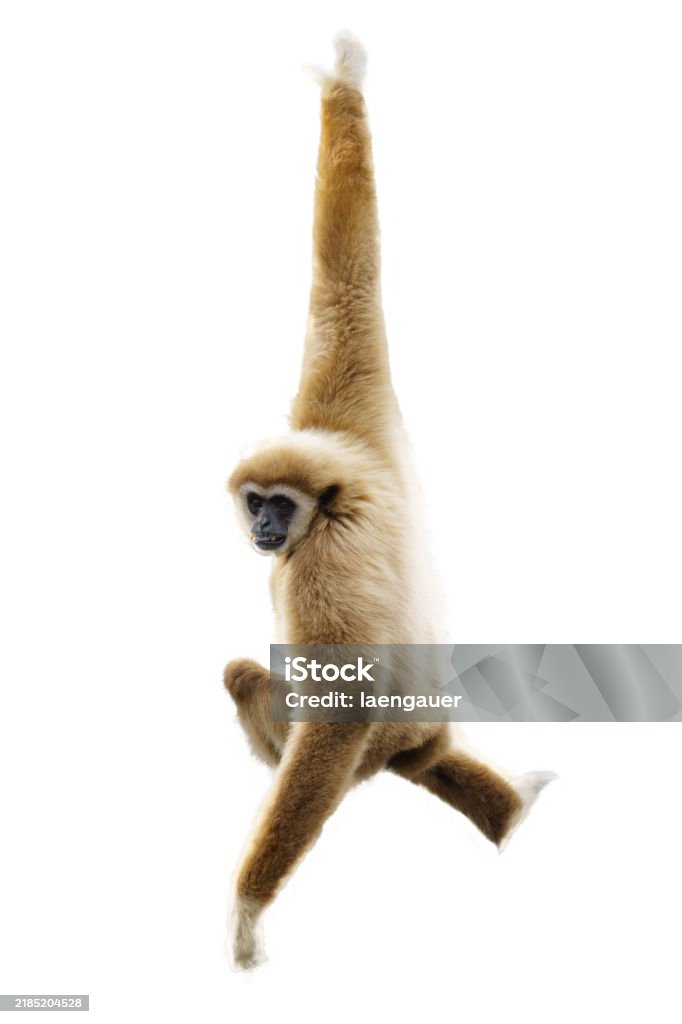 White handed Gibbon or Lar Gibbon hanging from a tree on a white background - Royalty-free Maymun Stok görsel White handed Gibbon or Lar Gibbon hanging from a tree on a white background - Royalty-free Maymun Stok görsel