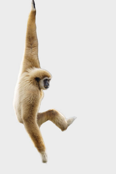 istock White handed Gibbon or Lar Gibbon hanging from a tree on a white background 2185204530