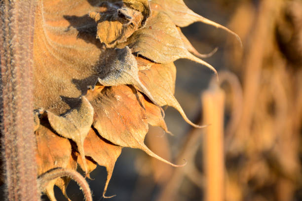 Backside of a sunflower head in the autumn. Beautiful natural background