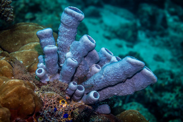 Coral reef Soft coral and hard coral. , fire coral, Nudibranch Eggs of Spanish dancer and Scalefin anthias fish Hot Orange soft coral   School of fish in clear, sunny blue sea background   Scuba diving  Underwater Sea life at reach  Wildlife coral garden