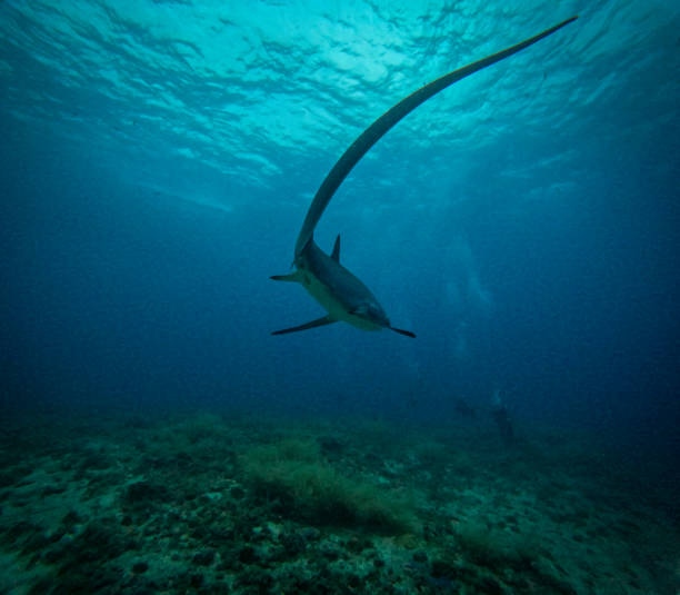 istock Thresher shark, Malapascua, The Philippines 2185206390