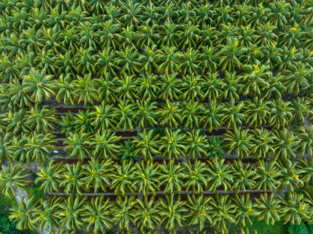 istock palm trees with coconut grow on it in field 2185206528