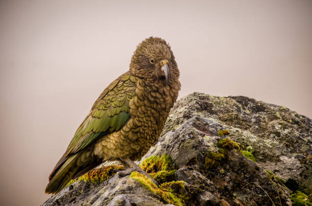 istock Kea, New Zealand's Native Alpine Parrot 2185206775