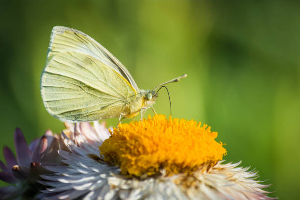 istock close up of a cabbage white butterfly on a flower 2185206899