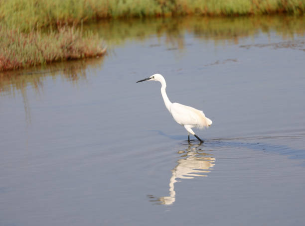 istock little egret with long neck and body reflection on pond 2185207469