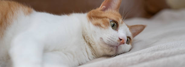 istock Cat relaxing in the room 2185207895