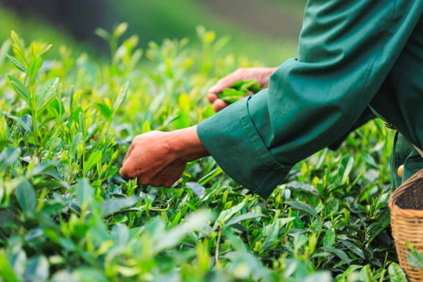 istock People picking green tea leaves in spring tea farm mountains 2185208403