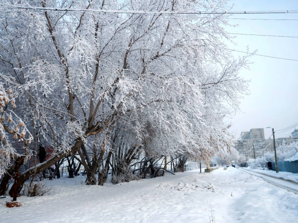 Beautiful winter trees covered with frost and snow, winter landscape
