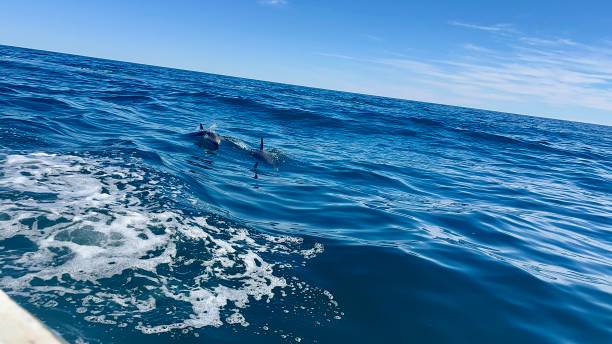 istock Dolphins swimming in the sea 2185209446