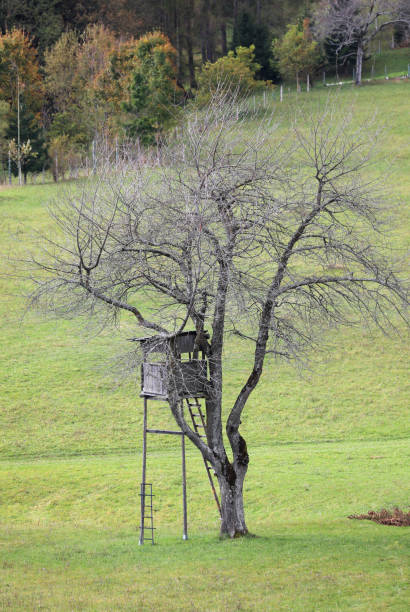 Wooden hunting blind installed high on a tall tree for camouflage during a hunting session