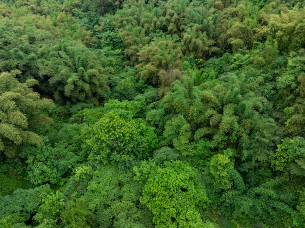 istock Bamboo trees in forest,Sichuan, China 2185209839