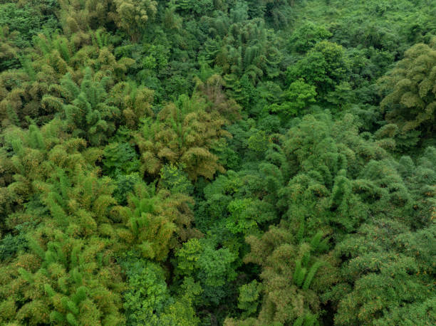istock Bamboo trees in forest,Sichuan, China 2185210958