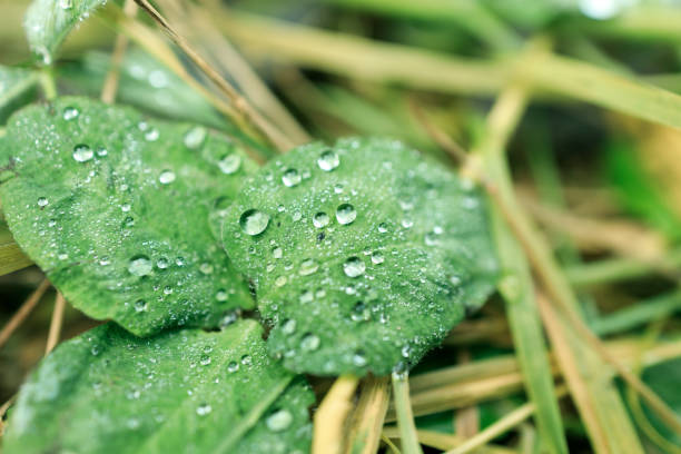 A leaf with water droplets on it, giving it a fresh and vibrant look. Daylight and the grass is wet