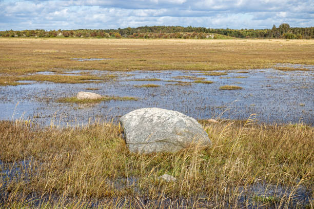 View of the seashore at low tide. Stoney beach landscape with common rush (Juncus effusus). Autumn landscape. Graphic landscape.