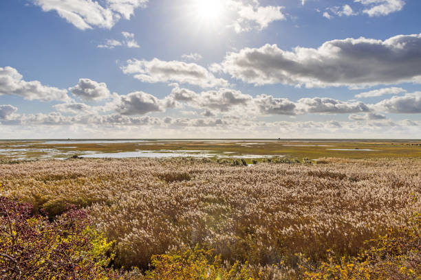 Dune Landscape under cloudy autumn sky. Dark clouds blowing over setting sun. Wijk aan Zee, North Holland. Netherlands. Marine landscape of nature of Europe.