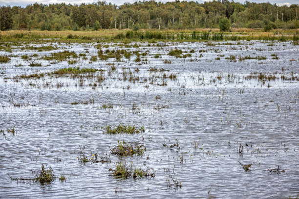 The picture is taken at Kalvebod Fælled - Kalvebod Commons, which is a nature area and public park close to the center of Copenhagen and are utilized for grazing cattle. It is a very low and flat area where there always is standing a lot of water in puddles due to the high level of groundwater and a popular area for bird watchers