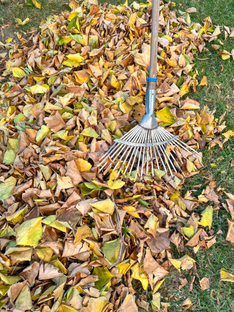 istock Rake, Leaves on Grass in Garden 2185214087