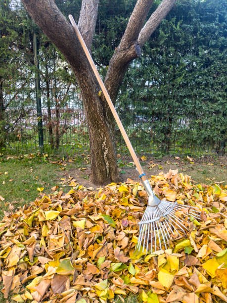 istock Raking autumn leaves 2185214168