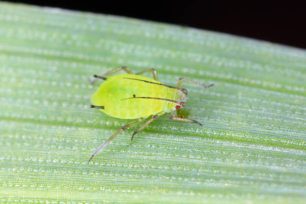 istock English grain aphid (Sitobion avenae) wingless nymph on barley stem with black background. 2185214354