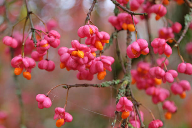 The red berries of Euonymus europaeus Red Cascade, or Spindle tree in fall.