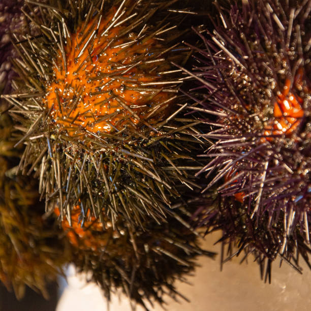 istock sea urchins close up, culinary background 2185214674