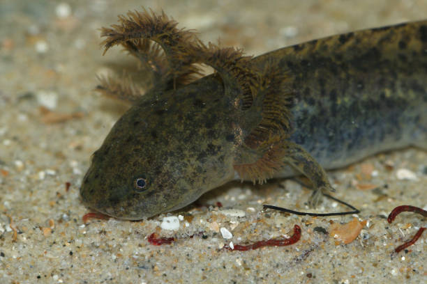 istock Closeup on the critically endangered Ambystoma andersoni or Achoque salamander 2185214793