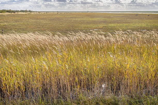 The picture is taken at Kalvebod Fælled - Kalvebod Commons, which is a nature area and public park close to the center of Copenhagen. It is a very low and flat area where there always is standing a lot of water in channels and puddles due to the high level of groundwater and a popular area for bird watchers