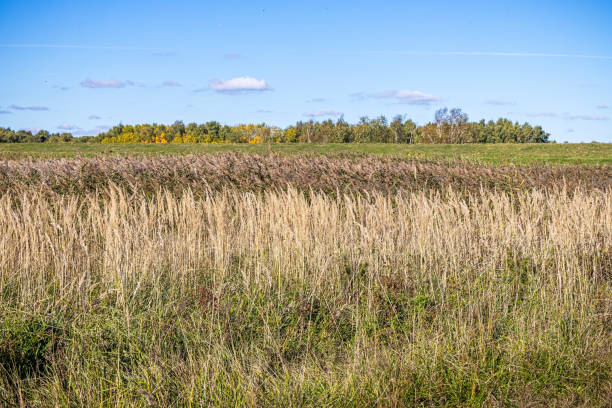 The picture is taken at Kalvebod Fælled - Kalvebod Commons, which is a nature area and public park close to the center of Copenhagen. It is a very low and flat area where there always is standing a lot of water in channels and puddles due to the high level of groundwater and a popular area for bird watchers