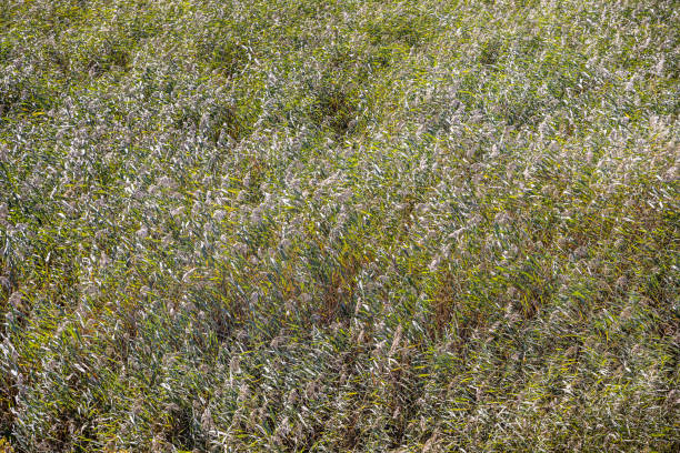 The picture is taken at Kalvebod Fælled - Kalvebod Commons, which is a nature area and public park close to the center of Copenhagen. It is a very low and flat area where there always is standing a lot of water in channels and puddles due to the high level of groundwater and a popular area for bird watchers