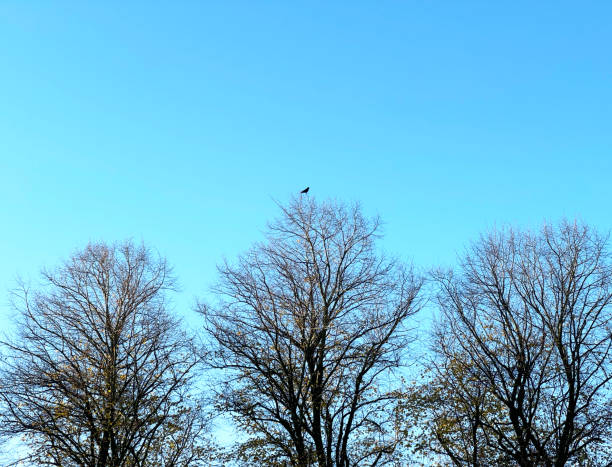 Silhouette of tree crown and a blackbird or crow sitting among the bare branches in winter. The tree fills almost all space, on the background there is clear blue sky.