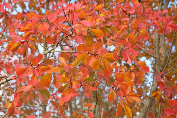 istock The orange autumn leaf foliage of Cotinus 'Flame, Smoke tree. 2185216970