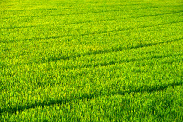 Stunning view of a lush green rice field with vibrant textures and patterns illuminated by bright sunlight, highlighting the beauty of nature and agricultural growth.