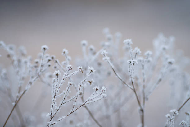 Frozen dry flower on a cold dark winter day.