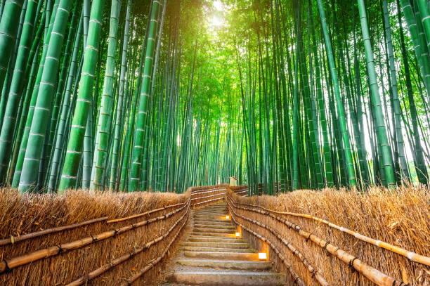Bamboo Forest in Kyoto, Japan. stock photo