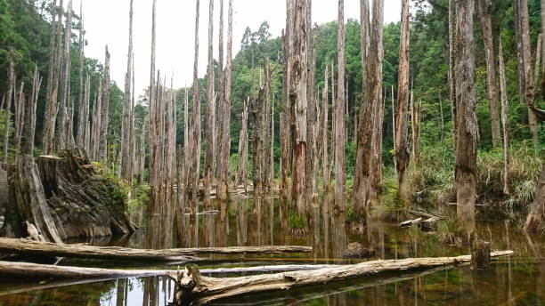 istock Serene Dead Forest with Reflections in a Tranquil Wetland 2185220679