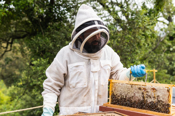 istock Male beekeeper with honeycomb in apiary 2185223211