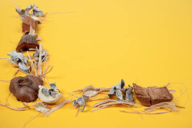 istock Minimalist Composition of Brown Potpourri on Yellow Background in L-Shape Design – Creative and Colorful Arrangement for Seasonal or Aromatherapy Themes 2185223953