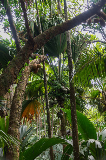 View to coconuts on a wilding palm tree. The picture is taken in the small tropical forest on Palau Selingan also known as Turtle Island in Malaysia