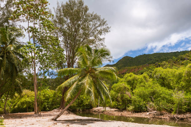 Beautiful Intertidal Zone With Palms And Mangroves On Praslin Island, Seychelles