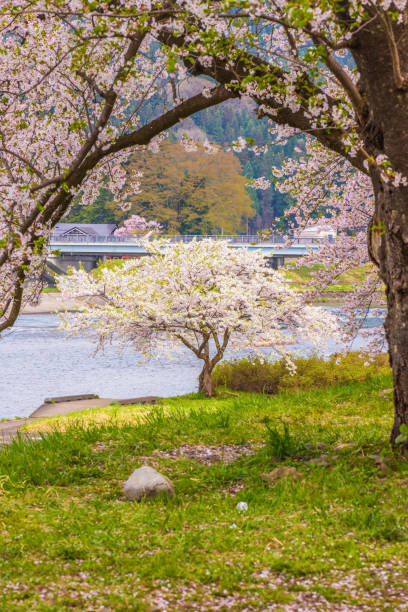 istock Cherry blossom trees in Kakunodate, Akita Prefecture 2185225805