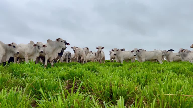 Herd of nellore bovine animals on high intensive grass system project. Livestock ranch and grass management