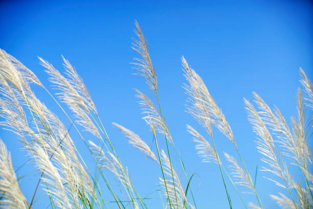 A beautiful scene of soft grass blades under a clear blue sky, capturing the essence of nature's tranquility and the gentle movement caused by the breeze.