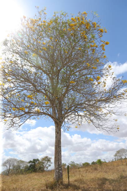 Golden Tree flowers on the blue sky background, Silver Trumpet Tree, Tree of Gold, Yellow flowers, Handroanthus chrysanthus