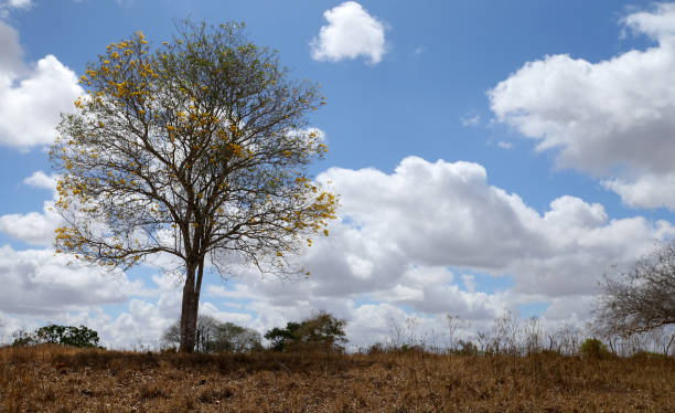 ribeira do pombal, bahia, brazil - october 25, 2024: view of flowering trees known as Ipe Amarelo - Handroanthus impetiginosus.